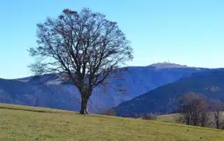 Wo liegt der Feldberg im Schwarzwald?