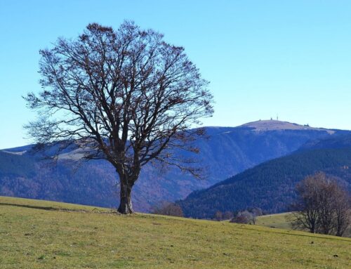 Wo liegt der Feldberg im Schwarzwald?