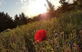 Ferienhaus im Schwarzwald für 12 Personen