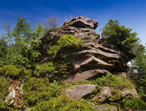 Schwarzwald oder Harz? Wo Urlaub mehr bietet